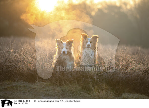 Border Collie / Border Collie / KB-17484
