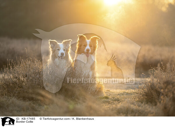 Border Collie / Border Collie / KB-17485