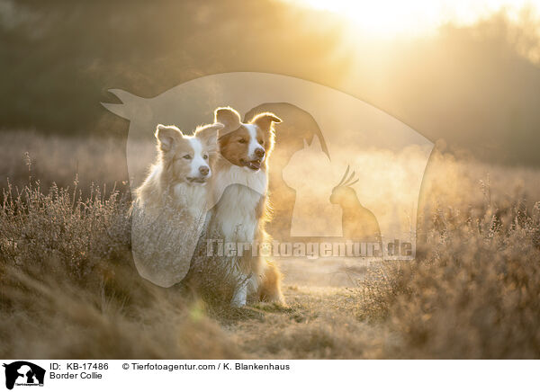 Border Collie / Border Collie / KB-17486