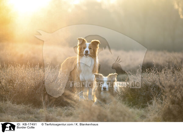 Border Collie / Border Collie / KB-17491