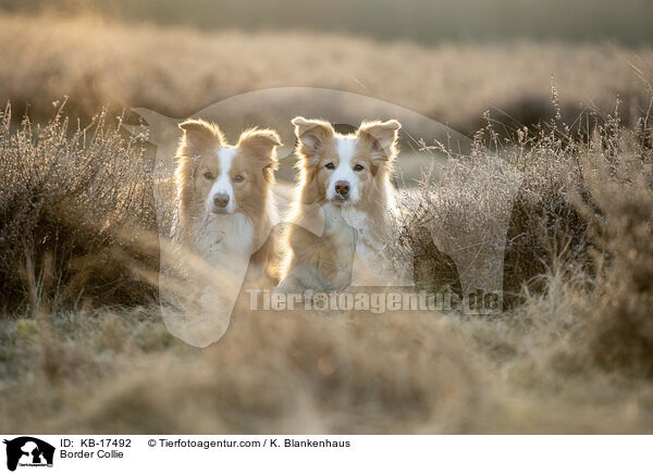 Border Collie / Border Collie / KB-17492