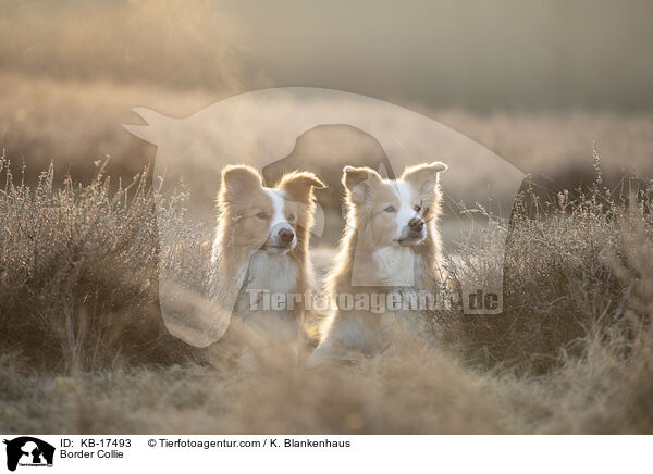 Border Collie / Border Collie / KB-17493