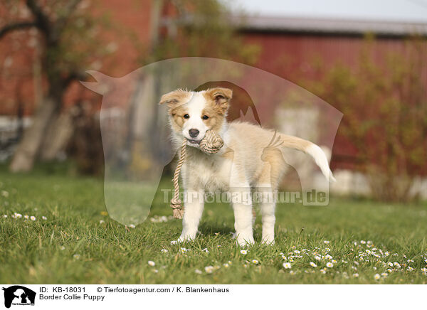 Border Collie Welpe / Border Collie Puppy / KB-18031