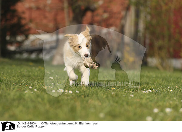 Border Collie Welpe / Border Collie Puppy / KB-18034
