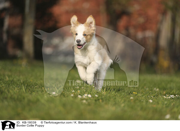 Border Collie Welpe / Border Collie Puppy / KB-18039