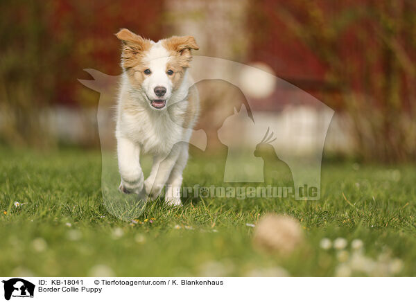 Border Collie Welpe / Border Collie Puppy / KB-18041