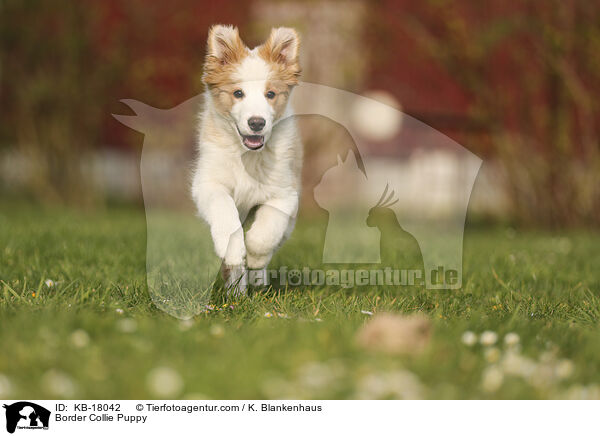 Border Collie Welpe / Border Collie Puppy / KB-18042