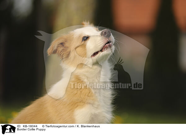 Border Collie Welpe / Border Collie Puppy / KB-18044