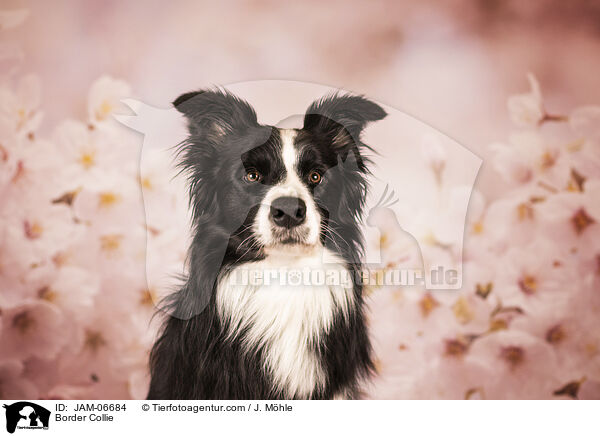 Border Collie / Border Collie / JAM-06684