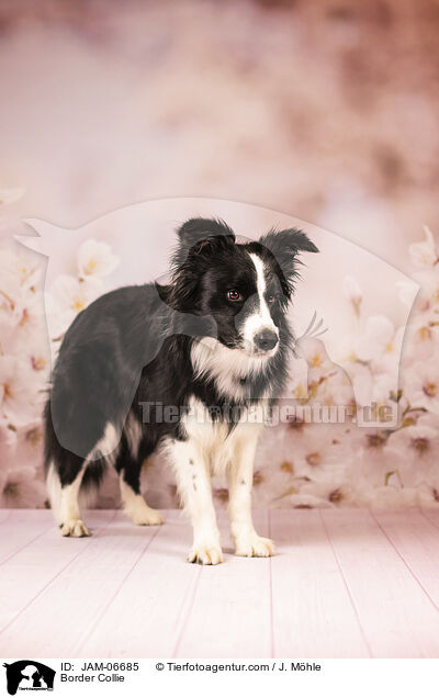 Border Collie / Border Collie / JAM-06685