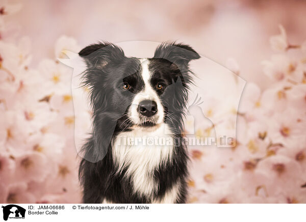 Border Collie / Border Collie / JAM-06686