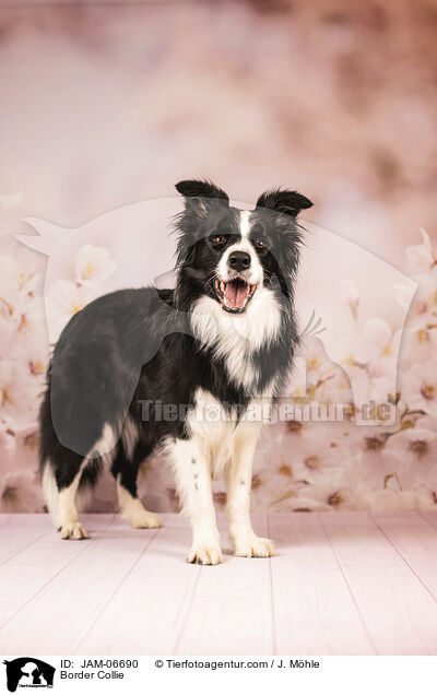 Border Collie / Border Collie / JAM-06690