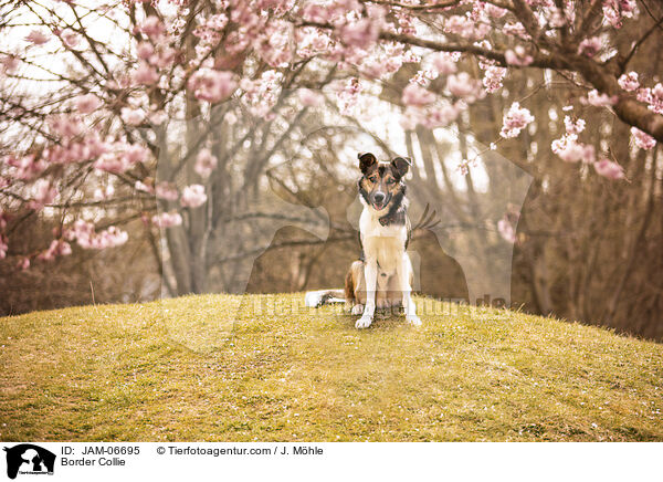 Border Collie / Border Collie / JAM-06695