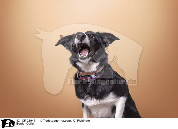 Border Collie / Border Collie / CF-02947
