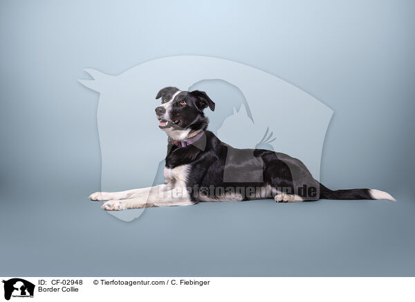 Border Collie / Border Collie / CF-02948