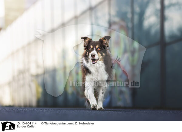 Border Collie / Border Collie / DH-04114