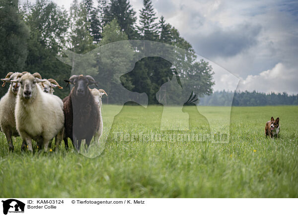 Border Collie / Border Collie / KAM-03124
