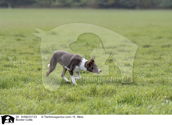 Border Collie / Border Collie / KAM-03133