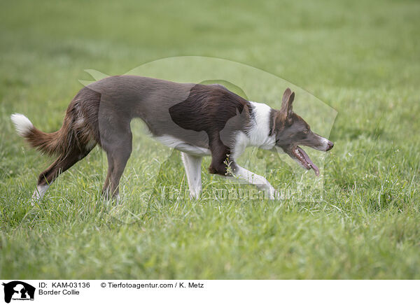 Border Collie / Border Collie / KAM-03136
