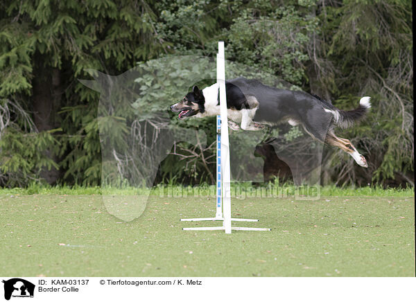 Border Collie / Border Collie / KAM-03137
