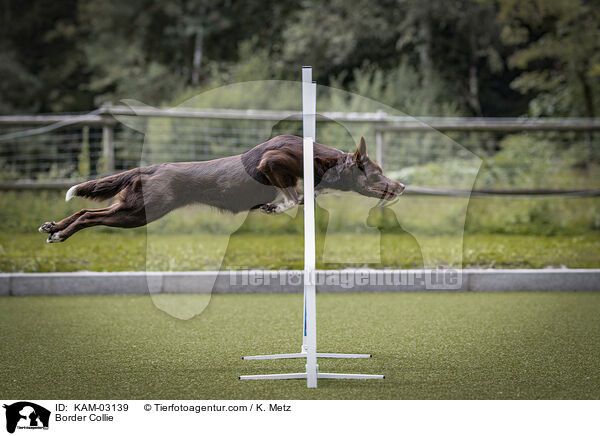 Border Collie / Border Collie / KAM-03139