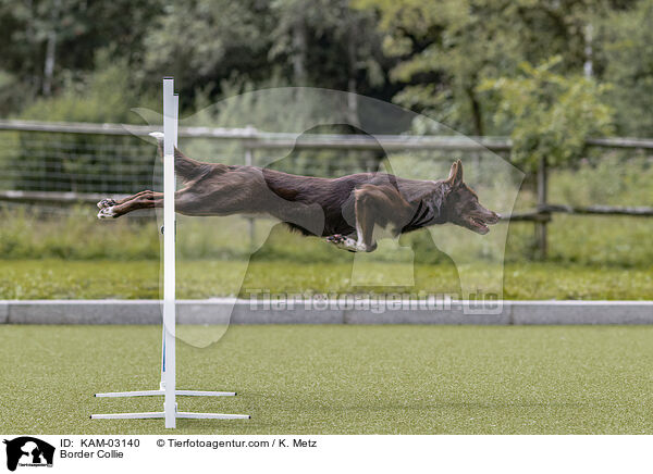 Border Collie / Border Collie / KAM-03140