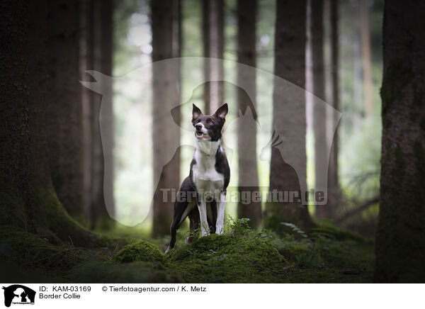 Border Collie / Border Collie / KAM-03169