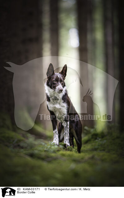 Border Collie / Border Collie / KAM-03171