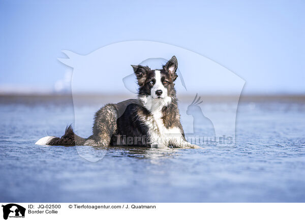 Border Collie / Border Collie / JQ-02500
