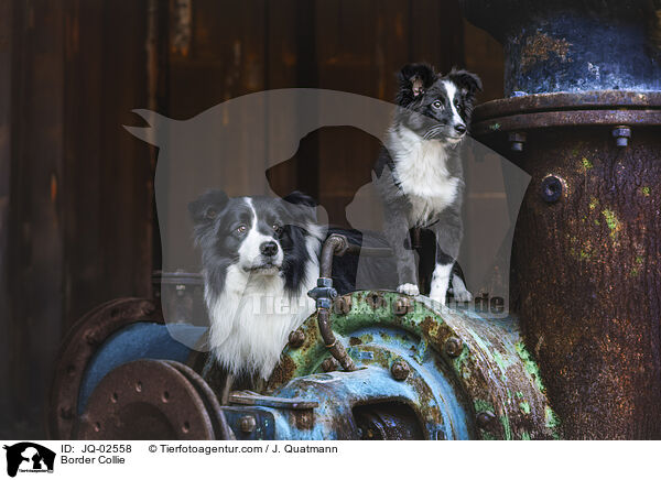 Border Collie / Border Collie / JQ-02558