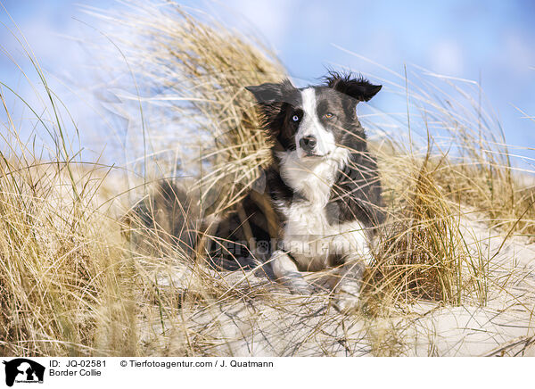 Border Collie / Border Collie / JQ-02581