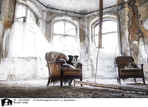 Border Collie / Border Collie / JQ-02694