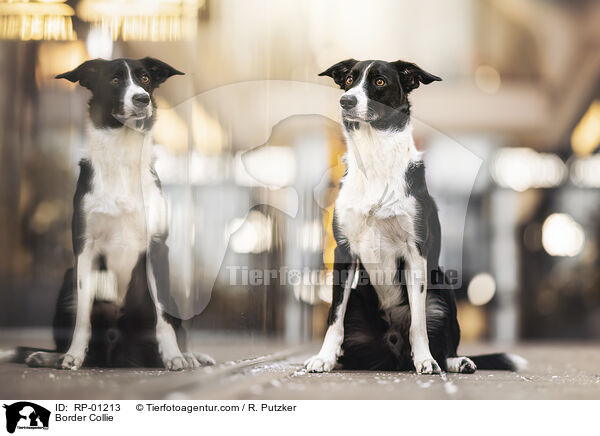 Border Collie / Border Collie / RP-01213