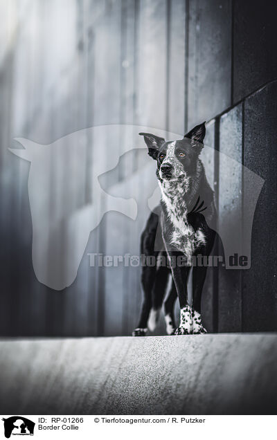 Border Collie / Border Collie / RP-01266