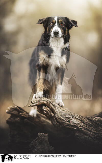 Border Collie / Border Collie / RP-01444