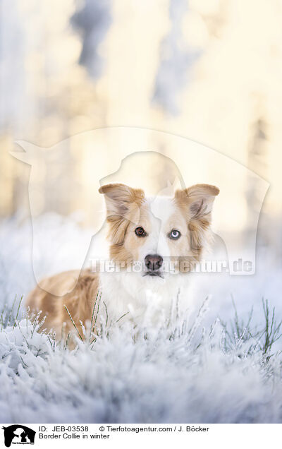 Border Collie im Winter / Border Collie in winter / JEB-03538