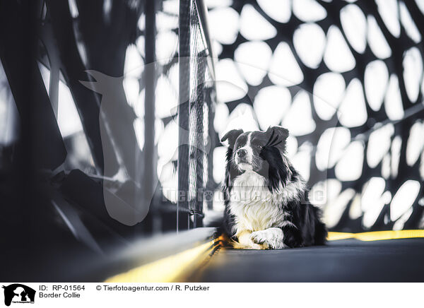 Border Collie / Border Collie / RP-01564