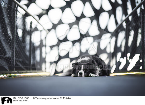 Border Collie / Border Collie / RP-01566