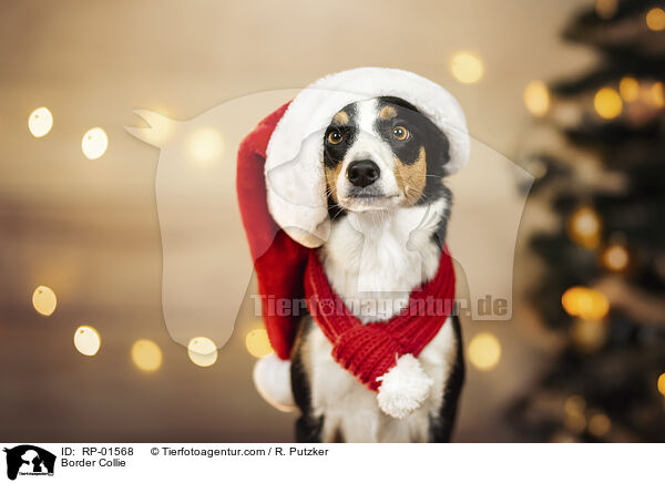 Border Collie / Border Collie / RP-01568