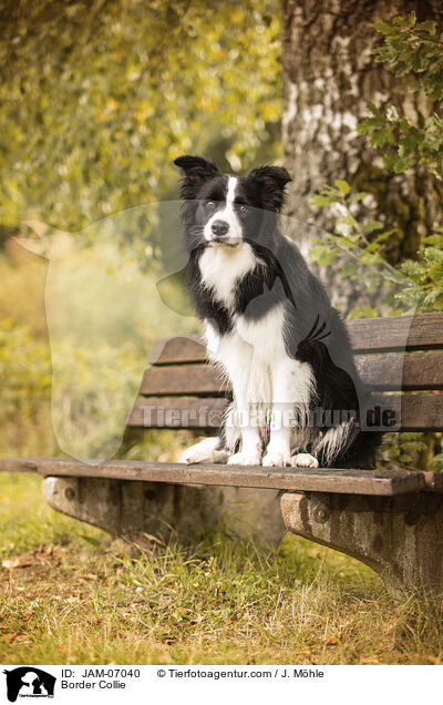 Border Collie / Border Collie / JAM-07040