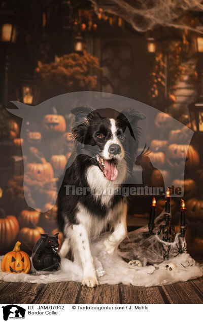 Border Collie / Border Collie / JAM-07042