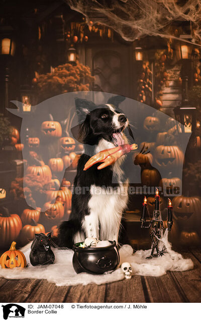 Border Collie / Border Collie / JAM-07048