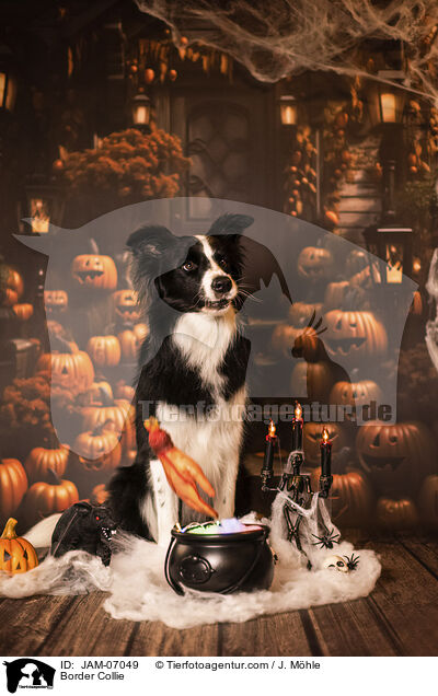 Border Collie / Border Collie / JAM-07049