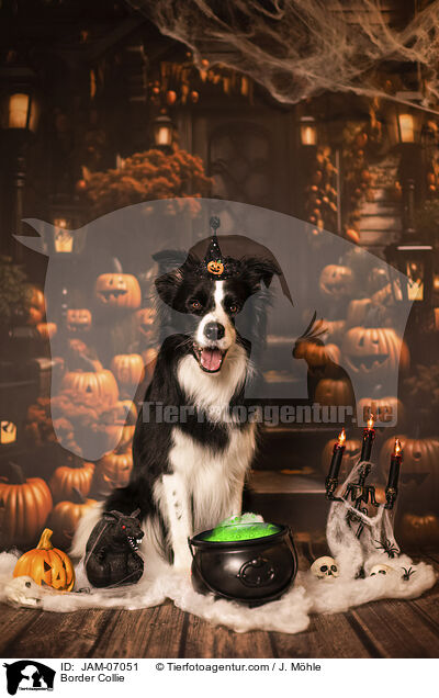 Border Collie / Border Collie / JAM-07051