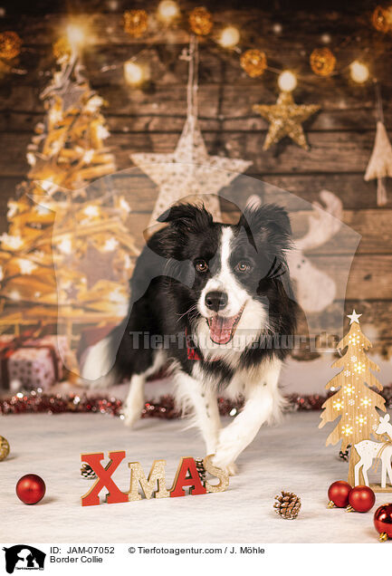 Border Collie / Border Collie / JAM-07052