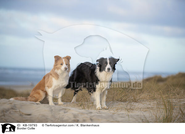 Border Collie / Border Collie / KB-19793
