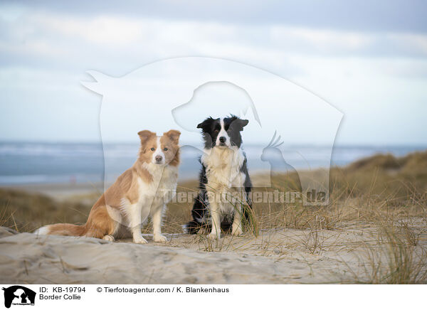 Border Collie / Border Collie / KB-19794