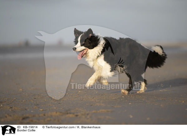 Border Collie / KB-19814