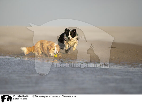 Border Collie / KB-19816