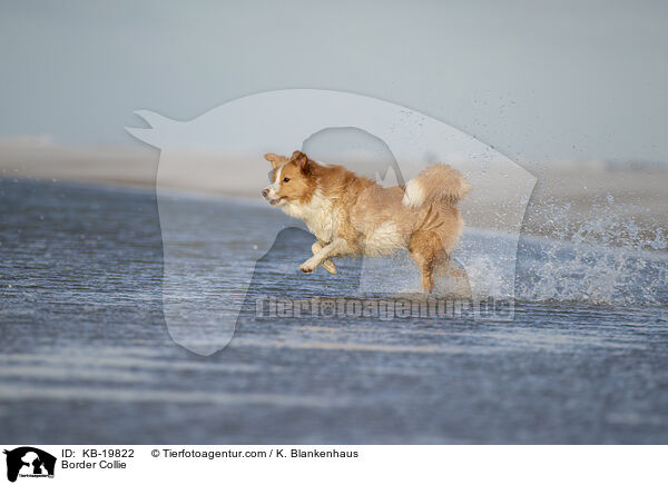 Border Collie / Border Collie / KB-19822